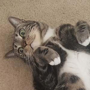 Fundraising Page: Tanya Bitcon